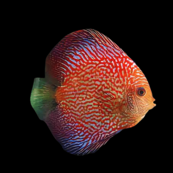 Red Snakeskin Discus