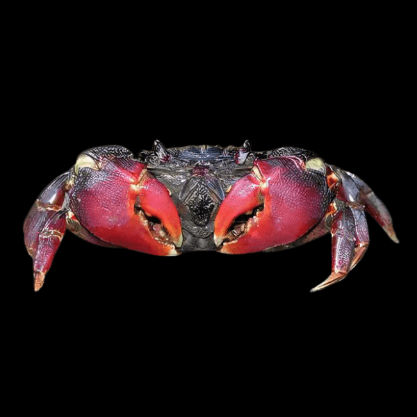 Red Spider Sumo Crab Neosarmatium Smithi 6cm