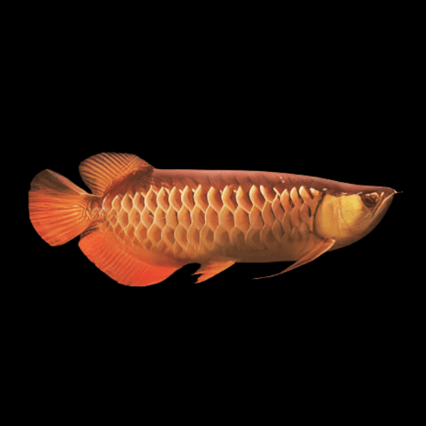 Red Tail Gold Arowana Scleropages Formosus 20cm