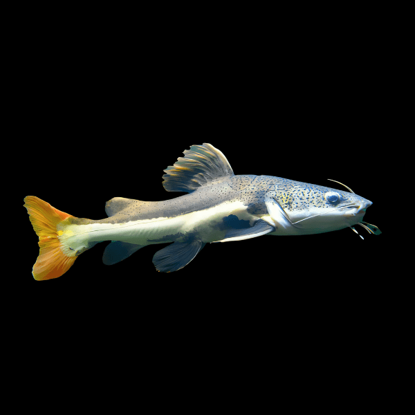 Red Tail Catfish Phractocephalus Hemioliopterus 5cm
