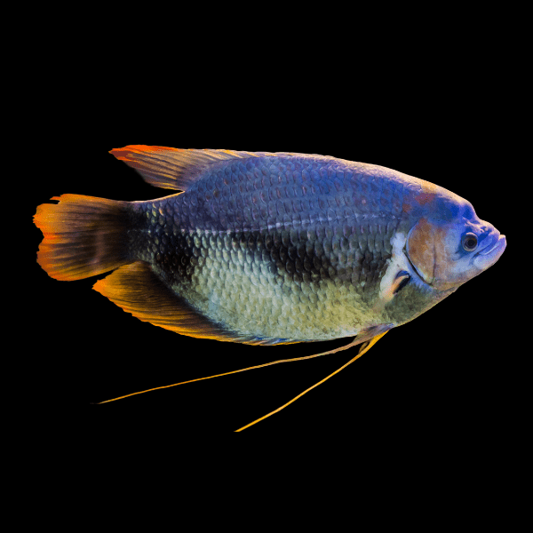 Red Tailed Giant Gourami Osphronemus Goramy 10cm