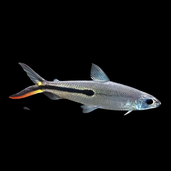 Red Tailed Hemiodus Tetra Hemiodus Gracilis 8cm
