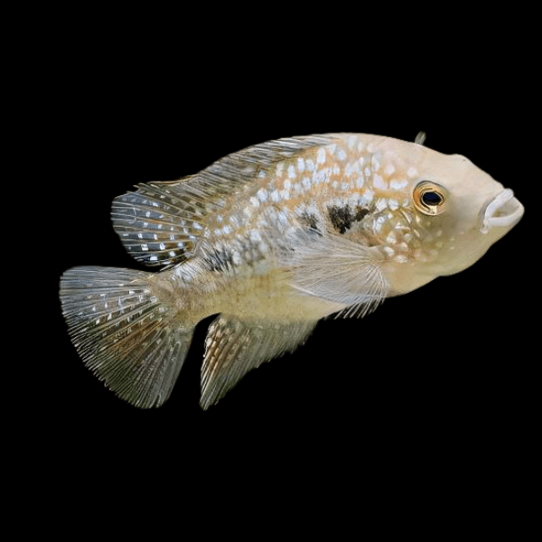 Escondido Red Texas Cichlid Herichthys Cyanoguttatus 10cm