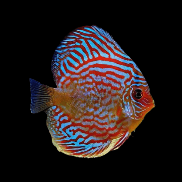 Red Turquoise Discus