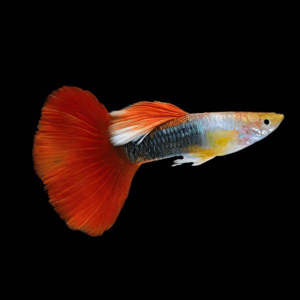 Red Tuxedo Male Guppy Poecilia Reticulata 3cm