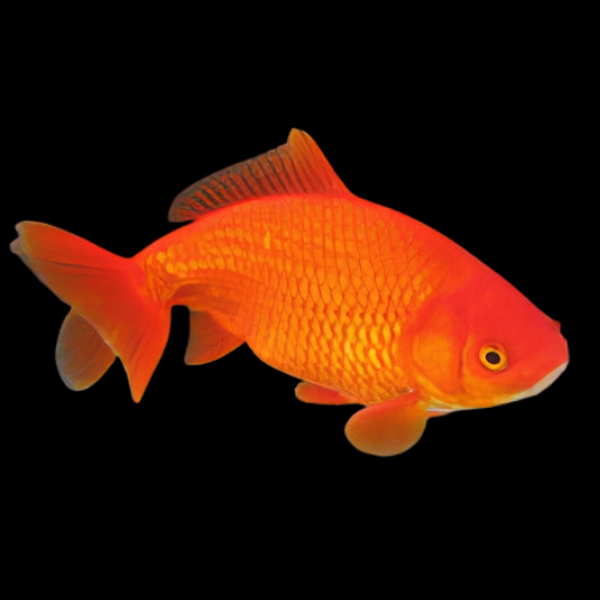 Red Wakin Goldfish