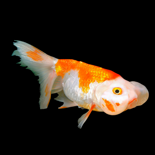 Red and White Bubble Eye Goldfish