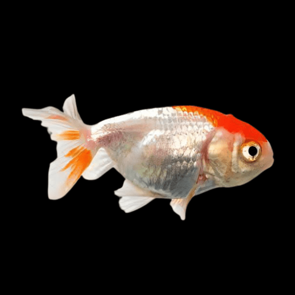 <em>Online stock may not be available for in-store collection.</em>