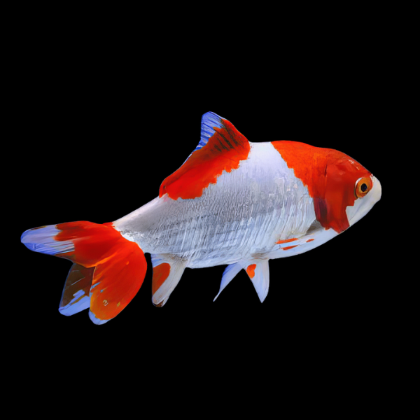 Red and White Wakin Goldfish