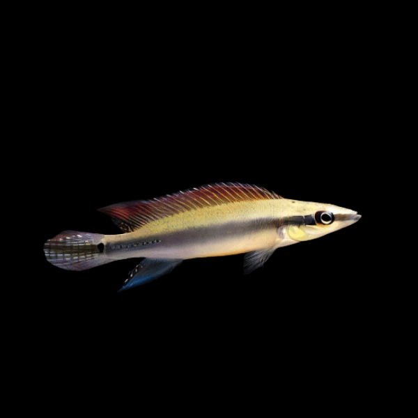Regans Pike Cichlid Crenicichla Regani Tapajos 5cm