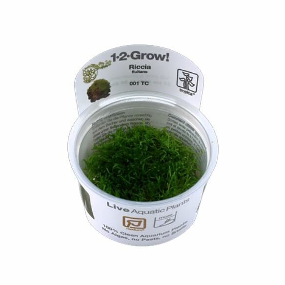 Tropica Riccia fluitans 1-2-Grow!