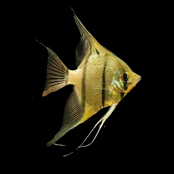 Rio Nanay Angelfish Pterophyllum Scalare 5cm