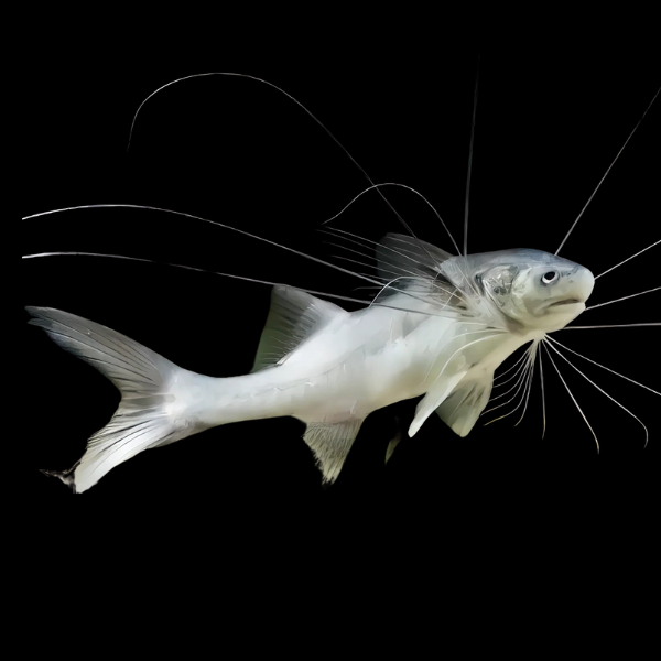 River Threadfin Paradiseus Catfish Polydactylus Macrophthalmus 8cm
