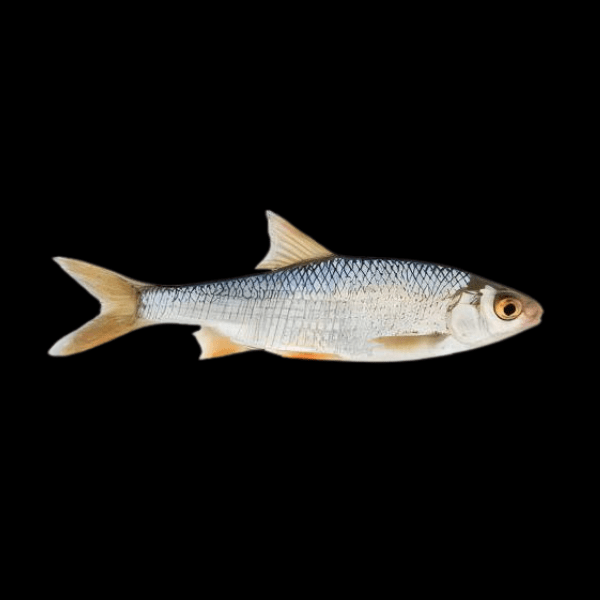 <em>Images for illustration purposes only. Exact colours, patterns, and size may vary between individuals.</em>