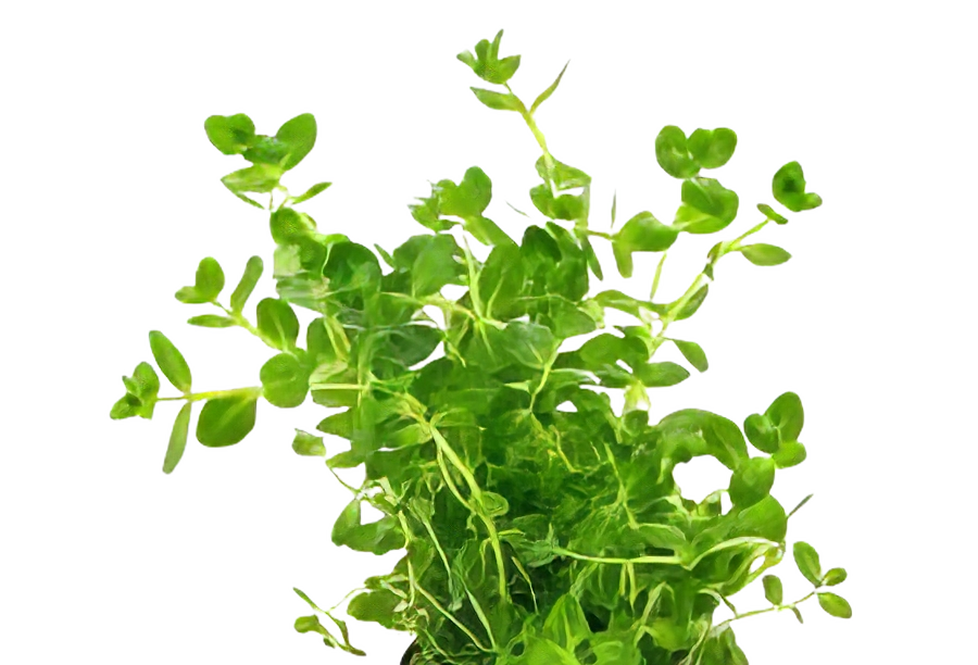 Five Bunched Plants Green Rotala Plant Rotala Rotundifolia Indica