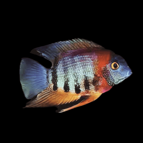 Red Neck Rotkeil Severum Heros Rotkeil 5cm.