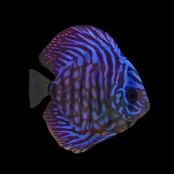 Royal Blue Discus