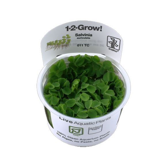 Tropica Salvinia auriculata (minima) 1-2-Grow!