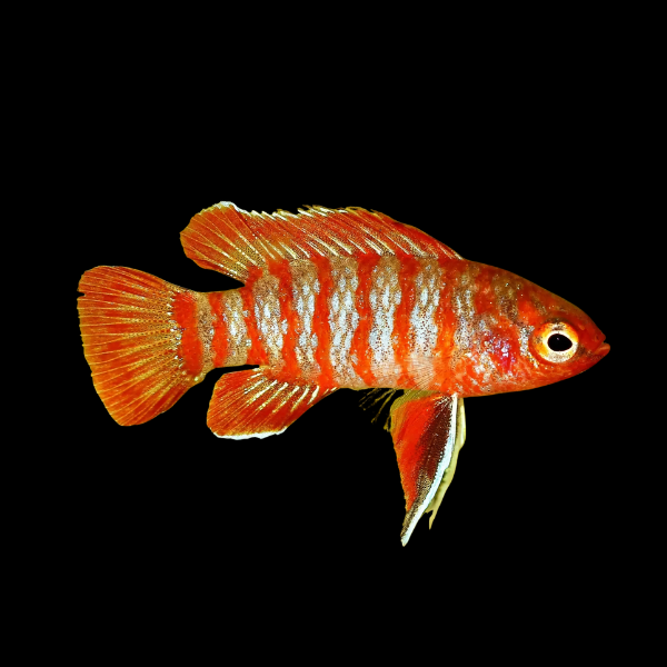 Scarlet Badis Dario Dario - 3cm