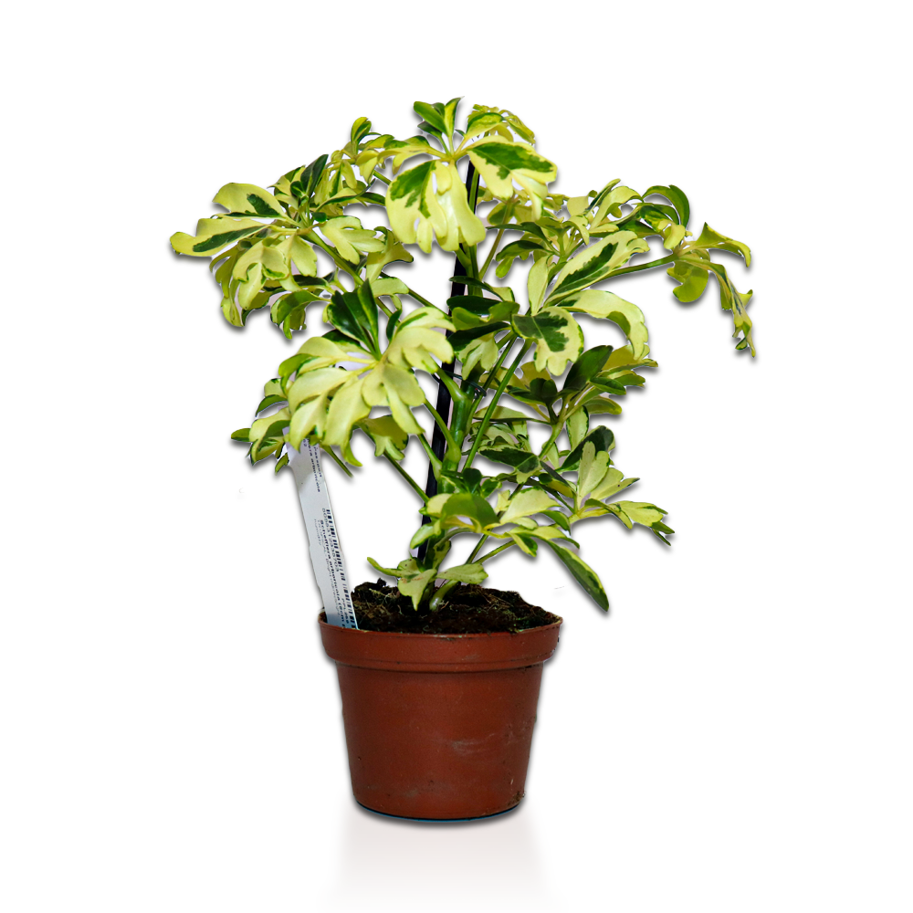 Dwarf Umbrella tree, Schefflera arboricola