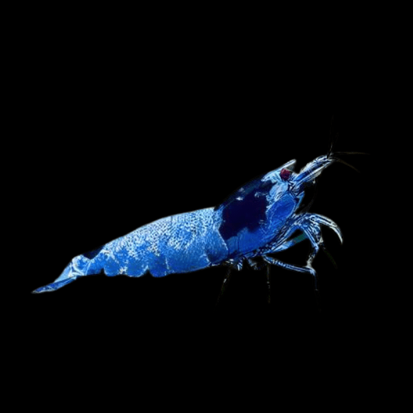Shadow Mosura Blue Shrimp Caridina 2cm