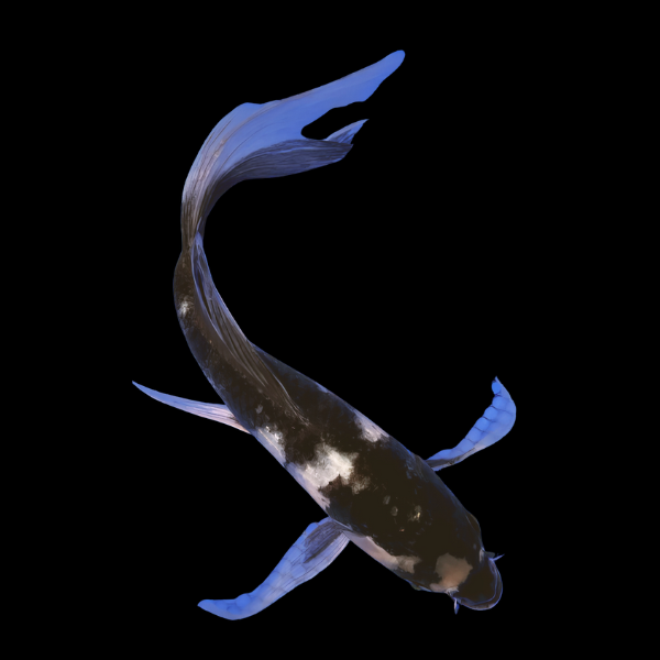 Shiro Utsuri Butterfly Classic Koi Carp Cyprinus Carpio