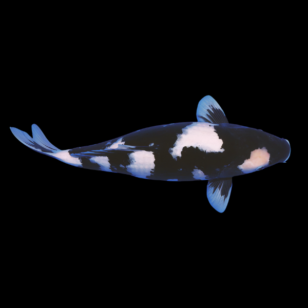 Shiro Utsuri Japanese Koi Carp Cyprinus Carpio