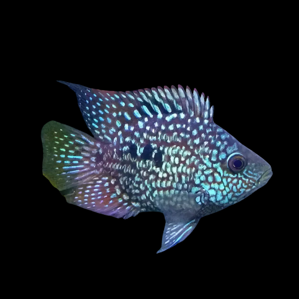 Short Body Green Texas Cichlid Herichthys Carpintis - 10cm