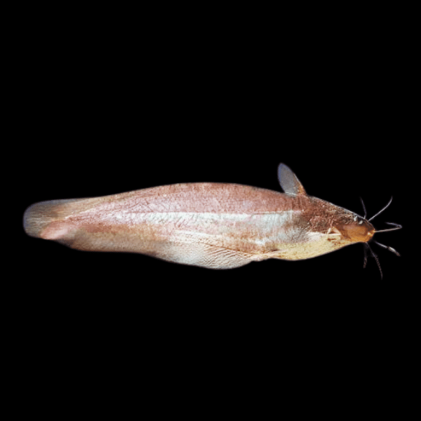 Short Finned Tandan Catfish Neosilurus Brevidorsarlis 20cm