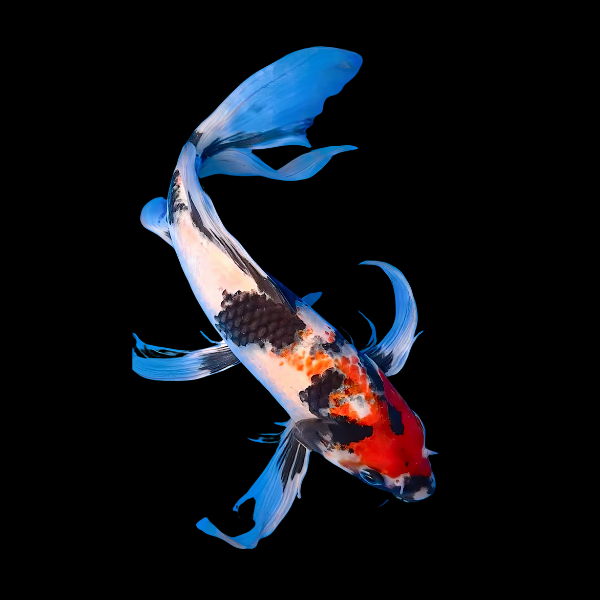Showa Butterfly Classic Koi Carp Cyprinus Carpio