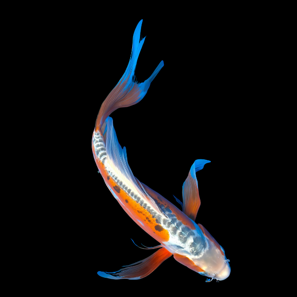 Shusui Butterfly Grade A Koi Carp Cyprinus Carpio