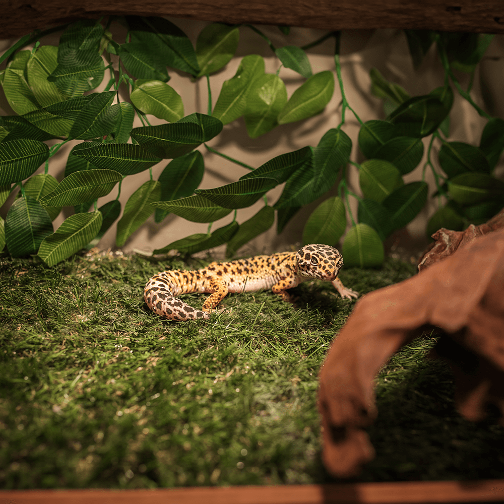 Leopard Gecko Starter Kit Installation