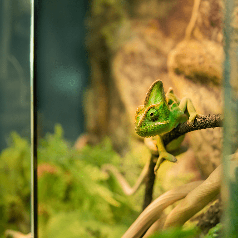 Chameleon Starter Kit Installation
