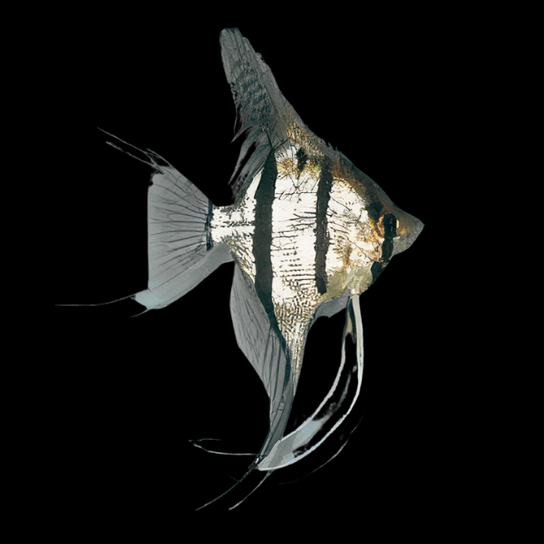 <em>Online stock may not be available for in-store collection.</em>