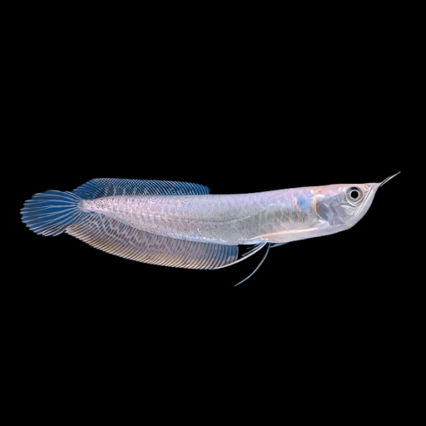 Silver Arowana Osteoglossum Bicirrhosum