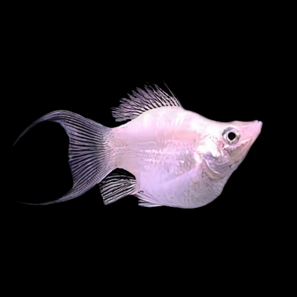 Silver Balloon Molly Fish Poecilia Sphenops 3cm