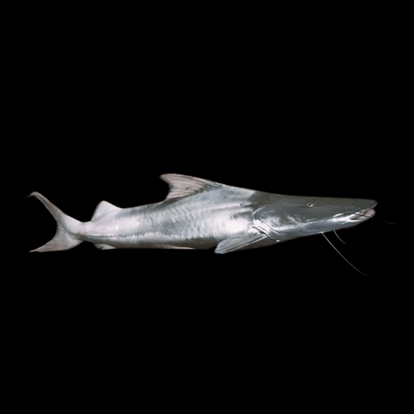 Silver Dorado Flavicans Catfish Brachyplatystoma Rousseauxii 10cm