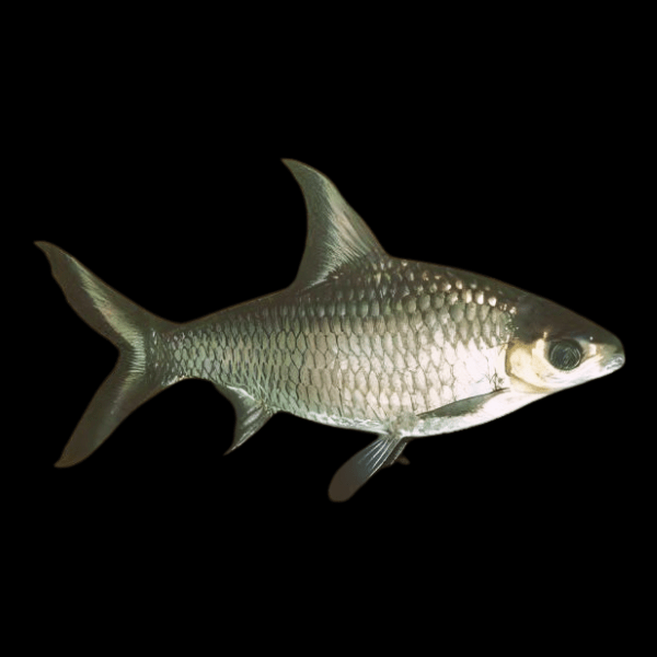Silver Shark Balantiocheilos Melanopterus 8cm