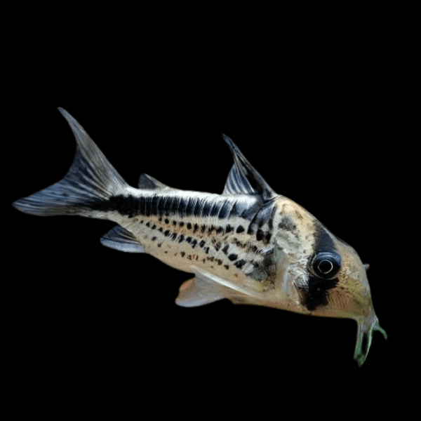 Slant Bar Corydoras Loxozonus 4cm Catfish