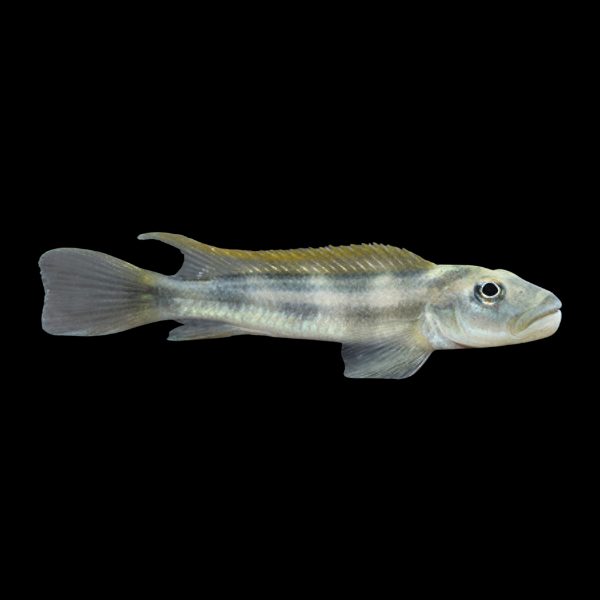 Slender Blockhead Cichlid Steatocranus Tinanti - 5cm