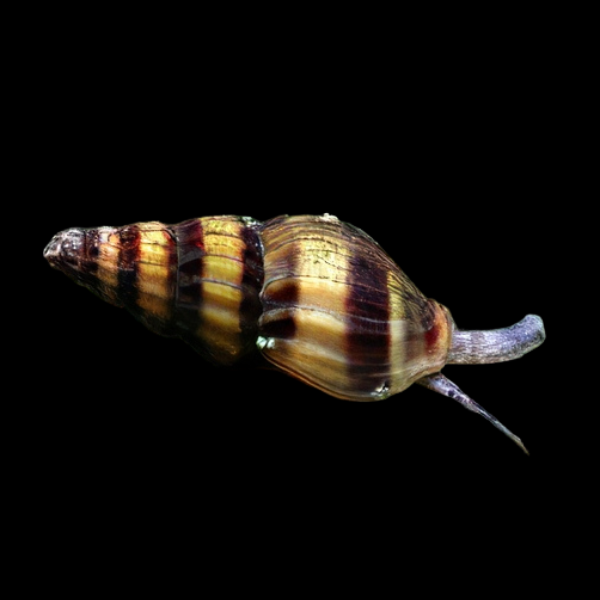 Snail Eating Snail Anentome Helena 2cm