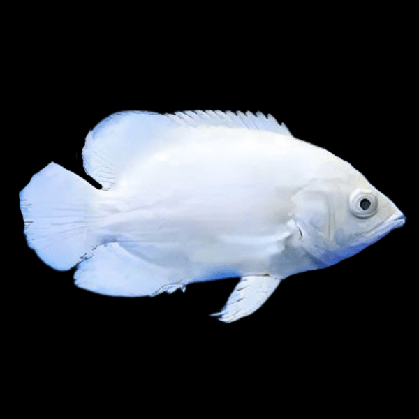 Snow White Black Eye Oscar High Grade Astronotus Ocellatus 12cm