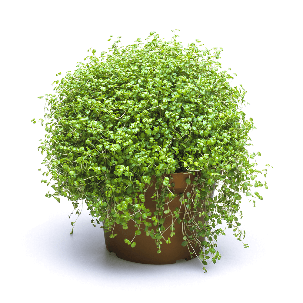 Baby’s tears, Soleirolia soleirolii