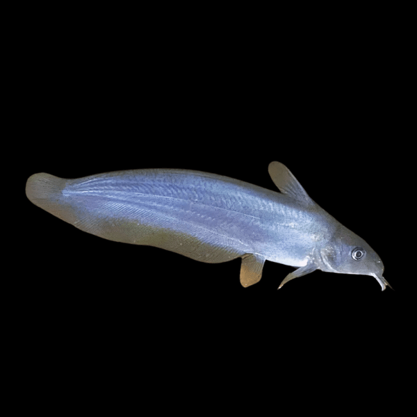 Southern Tandan Catfish Neosilurus Equinus 20cm
