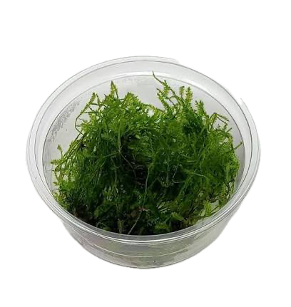 Five Portions of Plants Spikey Moss Plant Taxiphyllum Sp Spikey