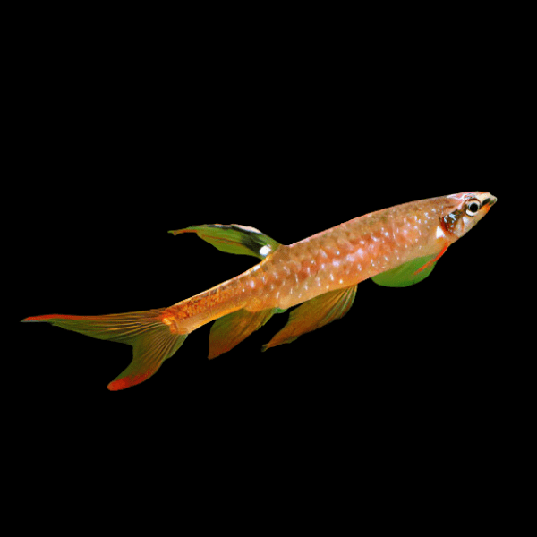 Splash Tetra Copella Arnoldi 3cm