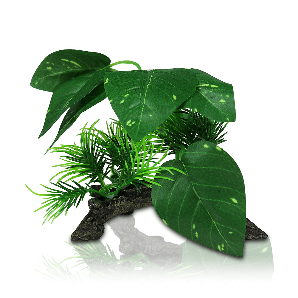 Swell Pothos Plants
