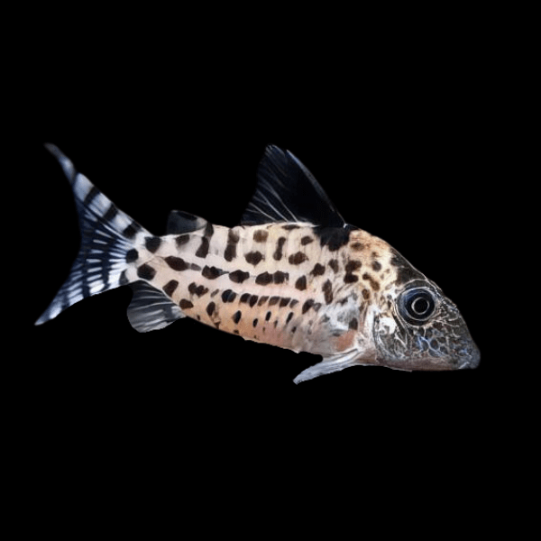 Agassiz's Spotted Corydoras Agassizii 3cm Catfish