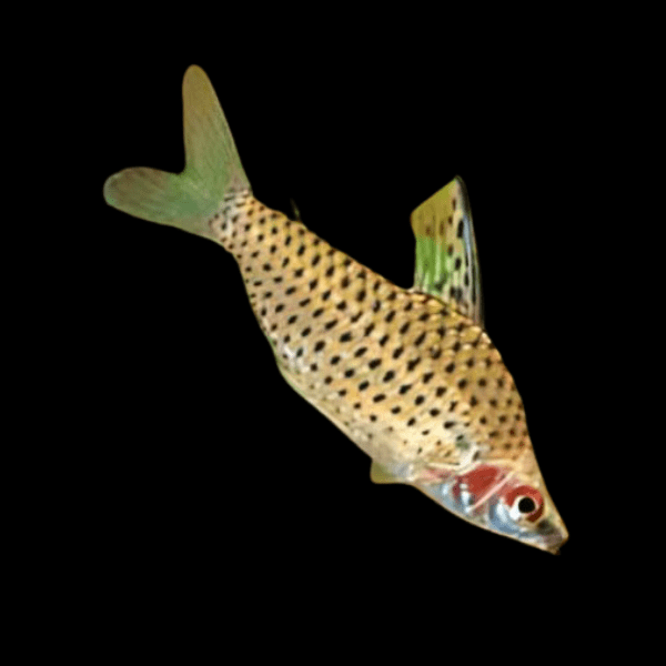 Spotted Head Stander Chilodus Punctatus 4cm