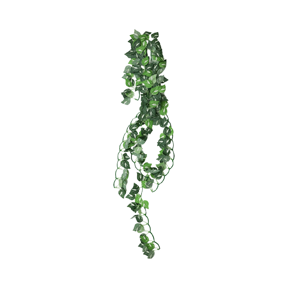 Swell Pothos Vine
